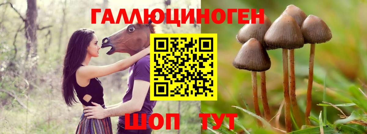 Псилоцибиновые грибы Psilocybe Советский